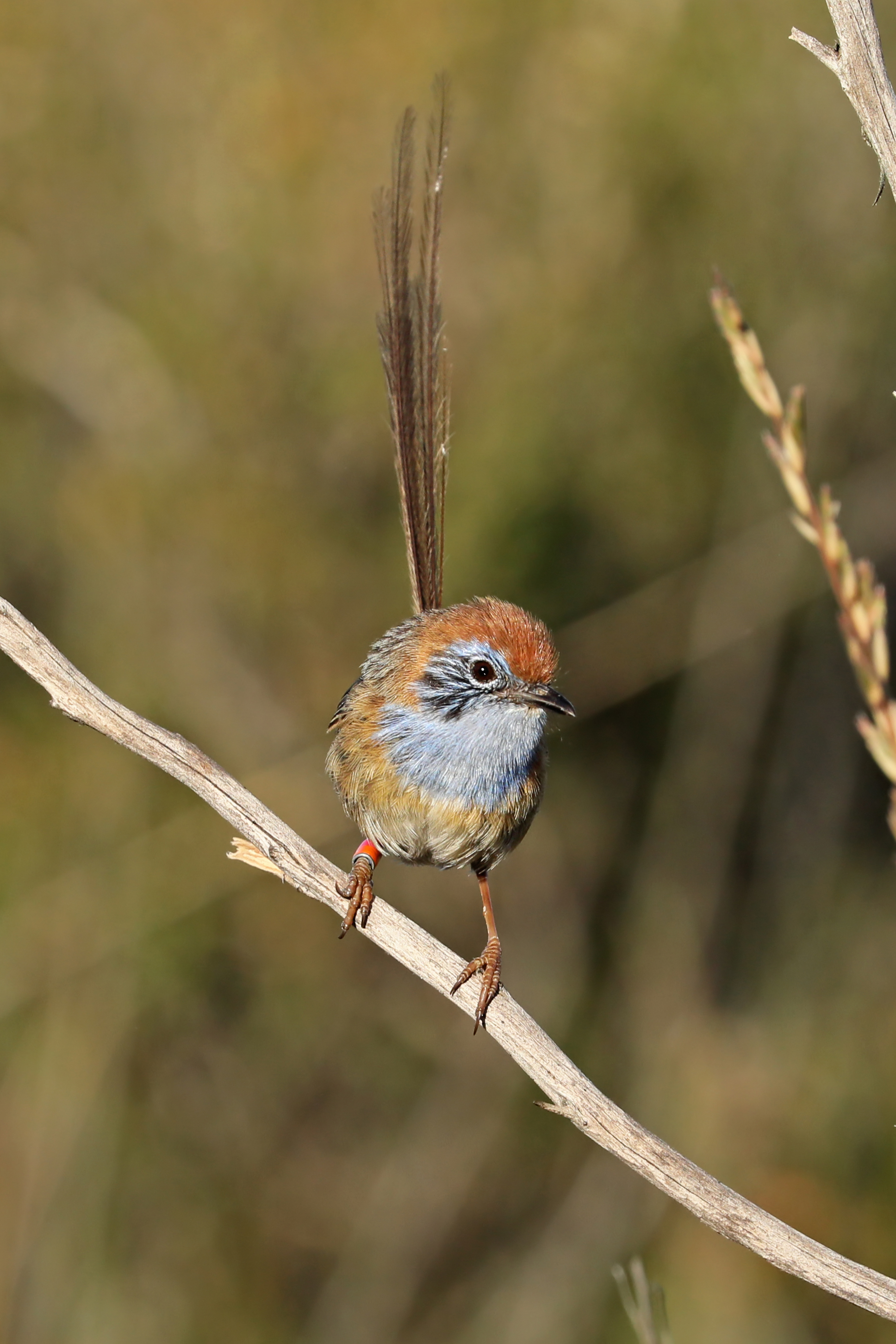 Support for Zoos SA to prepare for H5 Bird Flu  Main Image